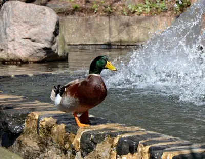 a duck standing in front of a fountain at Hotel Bonaventure Montreal in Montréal