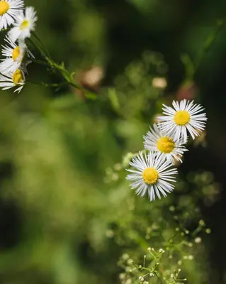 a group of white flowers on a plant at Domaine Jolivent in Lac-Brome