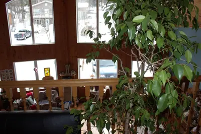 a tree in a room with windows and a building at Le Gite A Margot in Bromont