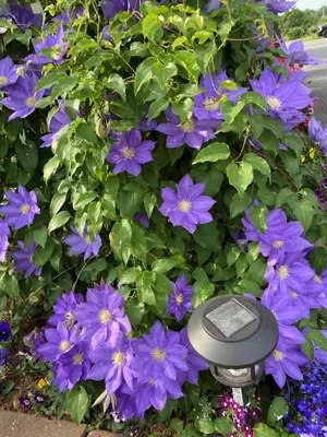 a bush of purple flowers with a parking meter at Hotel Motel Bonsoir in Granby
