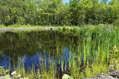 a body of water with tall grass and trees at Gite L'Antre d'Eux in Sherbrooke