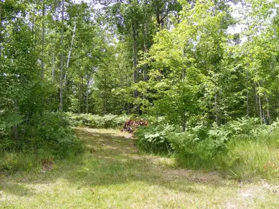 a dirt trail in the woods with trees and grass at Gite L'Antre d'Eux in Sherbrooke