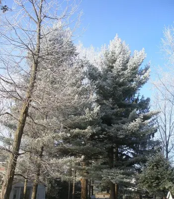 a large pine tree covered in snow at Ô Bois Dormant B&B in Magog-Orford