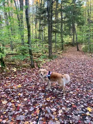 a dog standing on a path in the woods at Au Gré Du Temps - Gîte B&B in Shefford