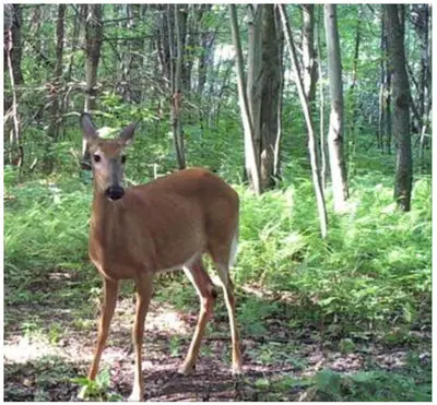 a deer is standing in the woods at Au Gré Du Temps - Gîte B&B in Shefford