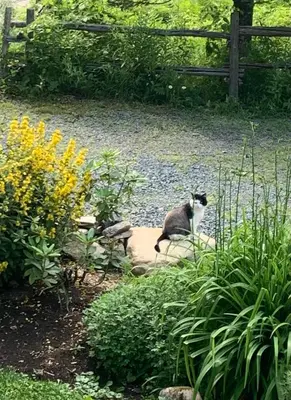 a cat sitting on a rock in a garden at Au Gré Du Temps - Gîte B&B in Shefford