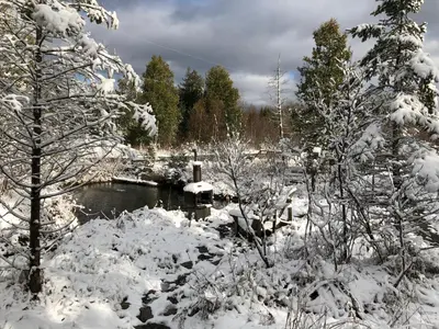 a snow covered forest with trees and a pond at Chalet Milan in Milan
