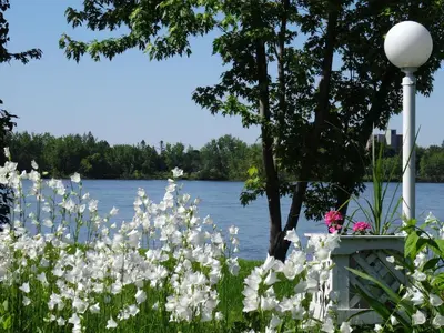 a field of flowers in front of the water at Motel Belle Riviere in Saint-Jean-sur-Richelieu