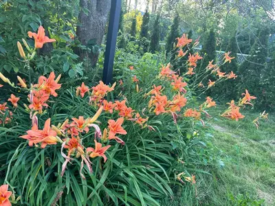 a bunch of orange flowers in a garden at Motel Le Charentais in Sorel