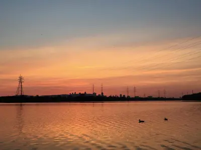 two ducks swimming in a lake at sunset at Motel Du Fleuve in Brossard