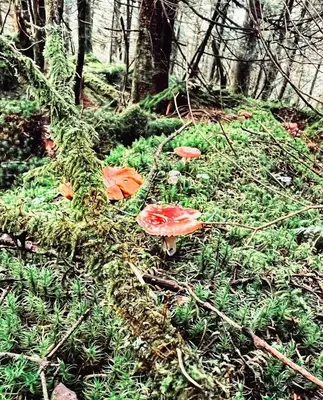 a group of mushrooms on the ground in the woods at Sutton - Condo Au Coeur du Village in Sutton