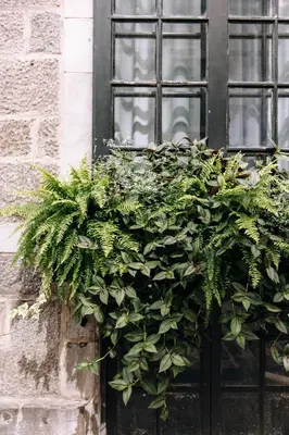 a plant in front of a window on a building at Maison Sainte-Thérèse By Maisons & co in Montréal