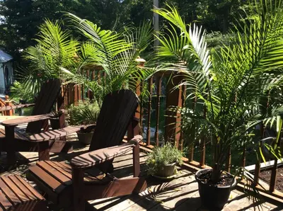 a patio with two chairs and palm trees and plants at Île de Garde B&B in Sherbrooke