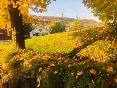 a grassy hill with a tree and leaves on it at L'Appartement de la Suite North Hatley in North Hatley