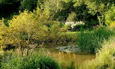 a small pond with grass and trees in a field at Auberge Restaurant La Mara in Saint-Joseph-de-Ham-Sud