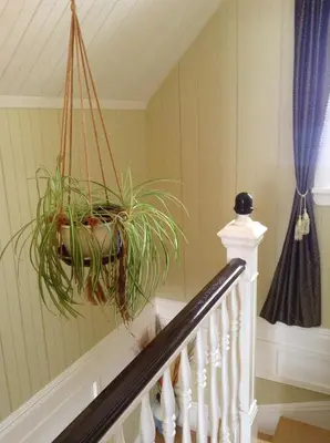 a staircase with a plant in a hanging basket at Le Gîte Du Coteau in Lyster