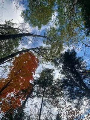 a view of trees from the ground looking up into the sky at Le Loft Riverstone CITQ 3O1849 in Saint Pierre de Broughton