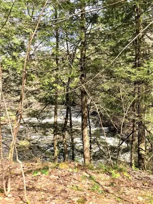 a group of trees in a forest with a creek at Boisé Rivière in Bolton-Est