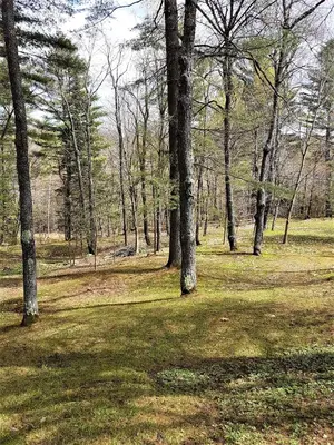 a field with trees and grass in a forest at Boisé Rivière in Bolton-Est