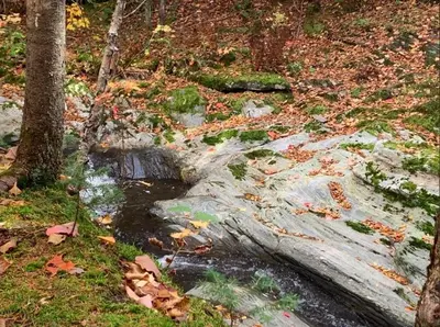 a creek in the woods with leaves on the ground at La Spacieuse Riverstone CITQ3O1849 in Saint Pierre de Broughton