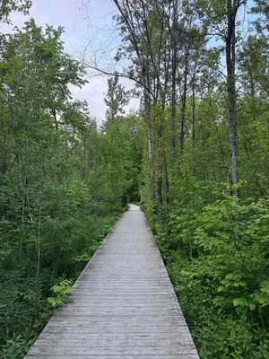 a wooden path in the middle of a forest at Condo Hôtel Magog Orford in Orford