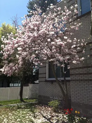 a tree with pink flowers in front of a building at Magnolia B&B in Granby