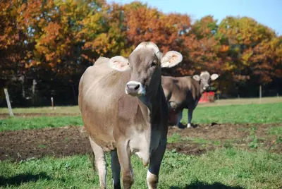 two brown cows standing in a field at La Maison des Leclerc in Trois-Rivières