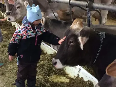 a young child petting a cow in a pen at La Maison des Leclerc in Trois-Rivières