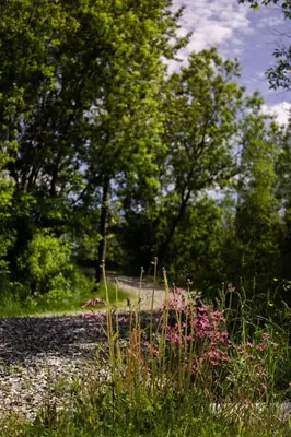 a field with pink flowers and trees in the background at Condo Hotel Au pied du Mont Orford in Orford