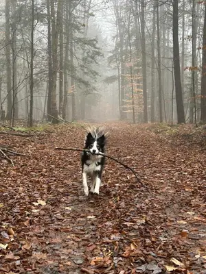 a dog carrying a stick in the woods at Capsule de Bonheur in Bromont