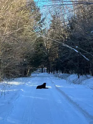 a black dog laying in the middle of a snow covered road at Capsule de Bonheur in Bromont