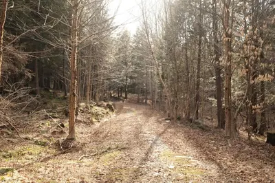 a dirt road in the middle of a forest at Mi-clos - luxury pods with private jacuzzi and sauna in Orford