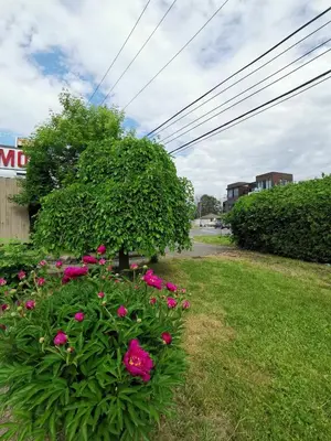 a bush with pink flowers in a yard at Motel Sainte Catherine in Sainte-Catherine